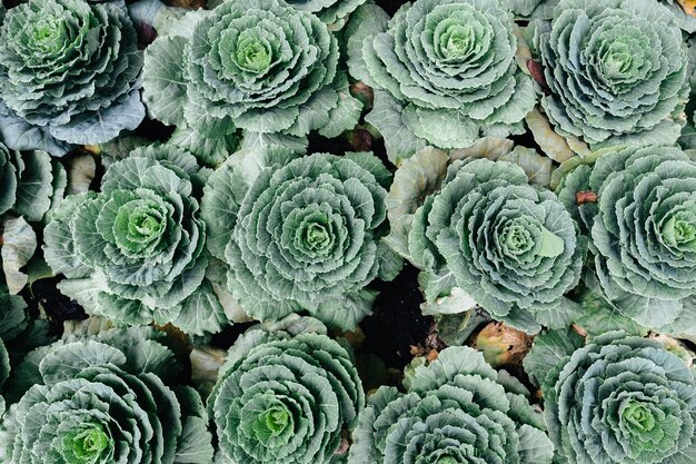 Full frame shot of succulent plants