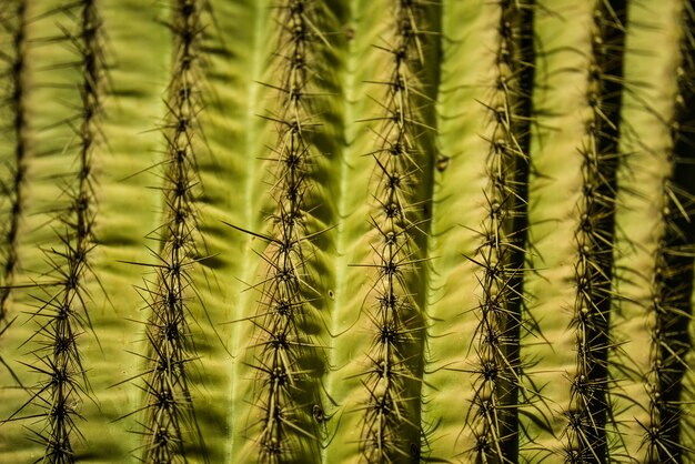 Photo full frame shot of succulent plants