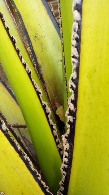 Full frame shot of succulent plants