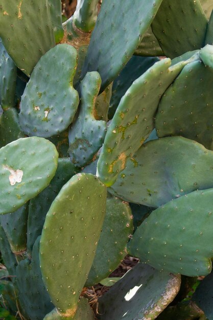 Photo full frame shot of succulent plants