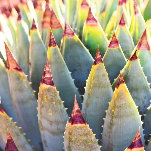 Full frame shot of succulent plants