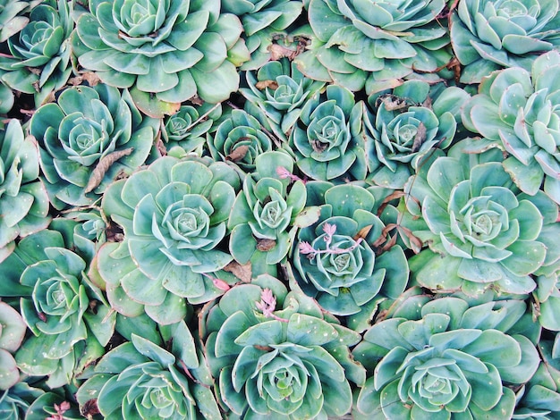 Photo full frame shot of succulent plants