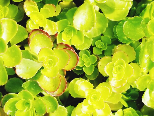 Full frame shot of succulent plants