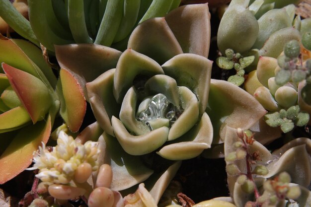 Full frame shot of succulent plants