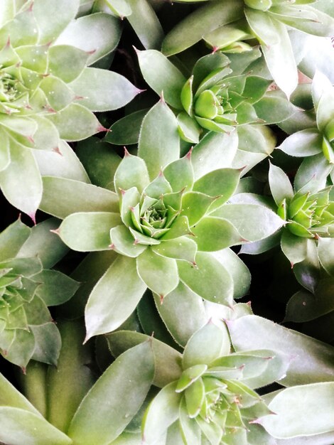 Photo full frame shot of succulent plants