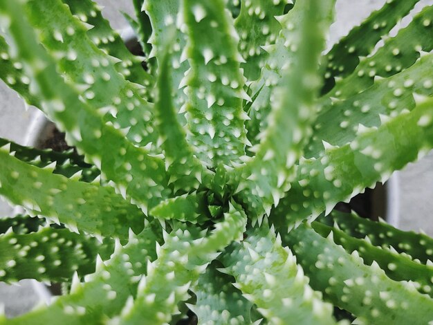 Full frame shot of succulent plants