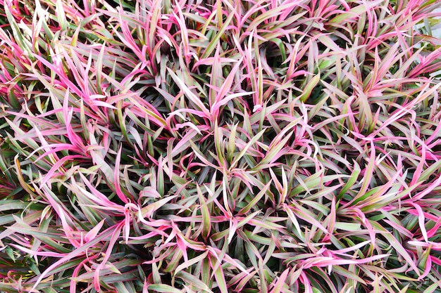 Photo full frame shot of succulent plants