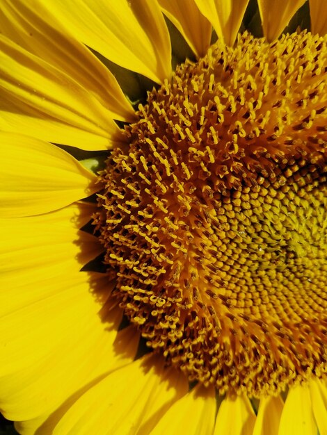 Full frame shot of sunflower blooming outdoors