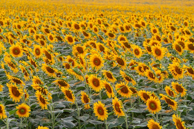 Full frame shot of sunflower field