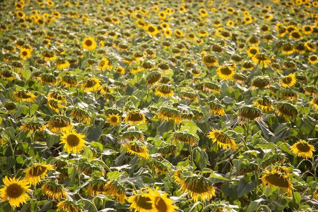 Photo full frame shot of sunflower field