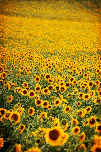 Foto fotografia completa del campo di girasoli