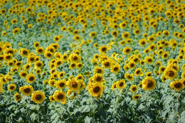 Full frame shot of sunflower on land