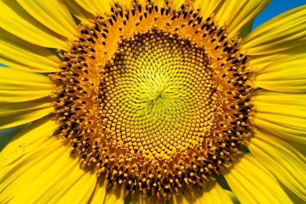 Full frame shot of sunflower