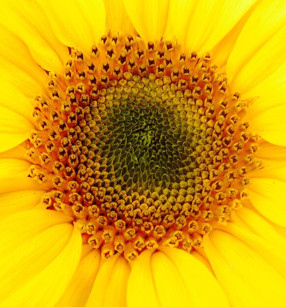 Full frame shot of sunflower