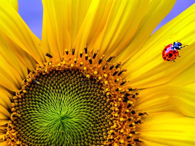 Full frame shot of sunflower