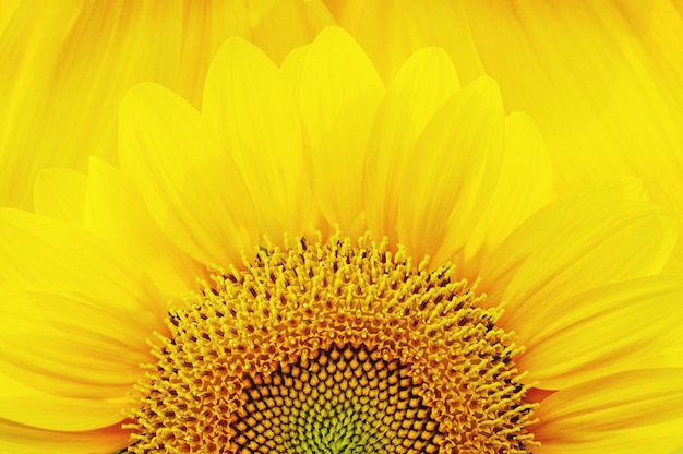 Photo full frame shot of sunflower