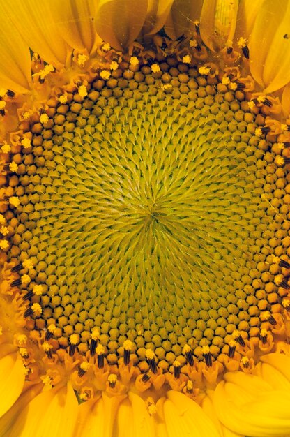 Full frame shot of sunflower