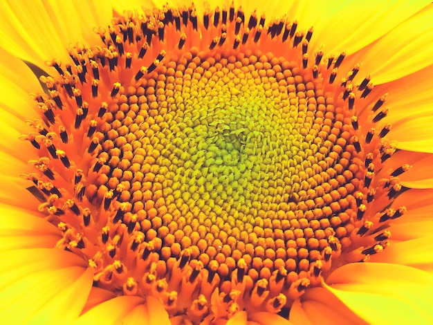 Photo full frame shot of sunflower