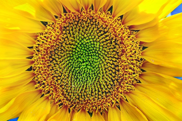 Full frame shot of sunflower