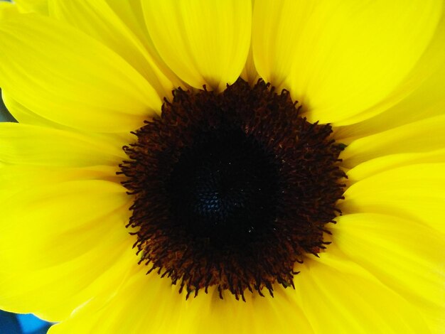 Full frame shot of sunflower