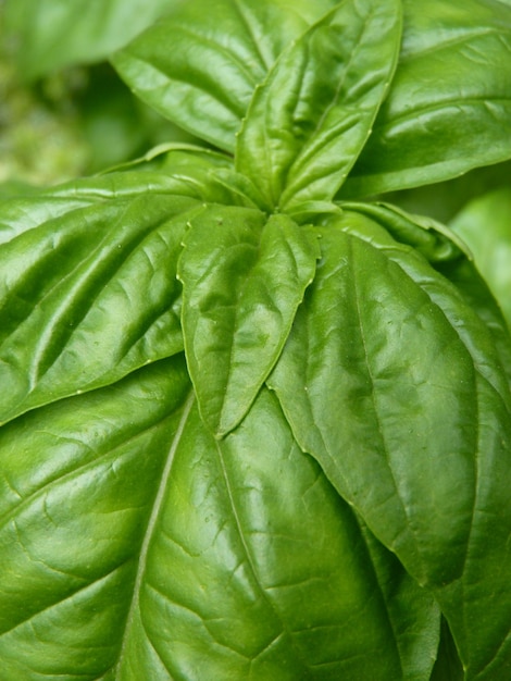 Photo full frame shot of sweet basil