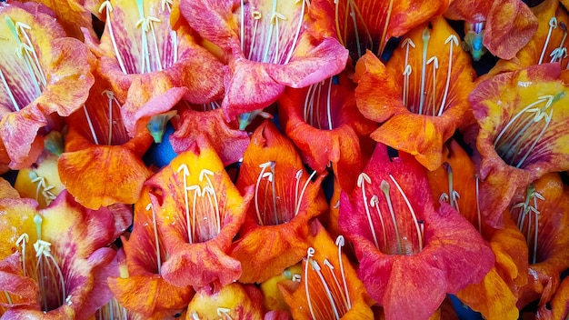 テコミラ・アンデュラタの花のフルフレームショット