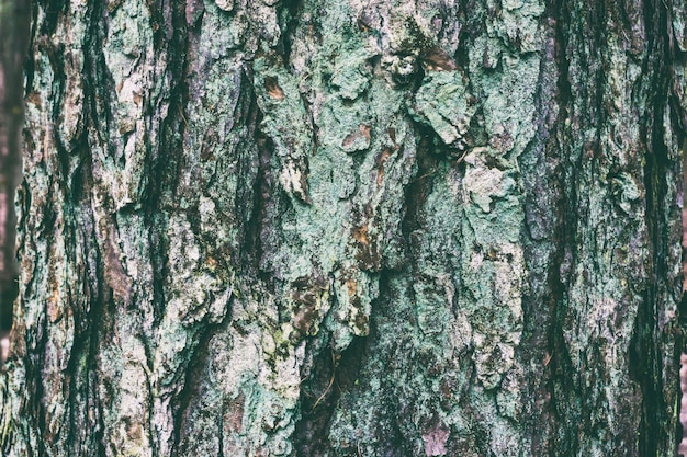 Photo full frame shot of textured tree trunk