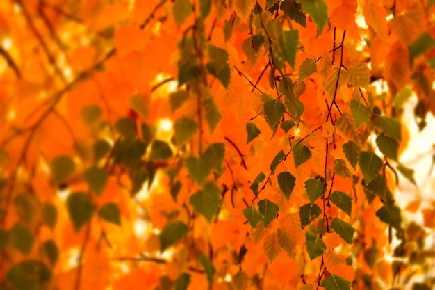 Full frame shot of tree during autumn