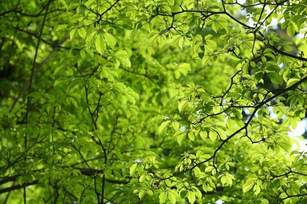 Foto fotografia completa delle foglie degli alberi