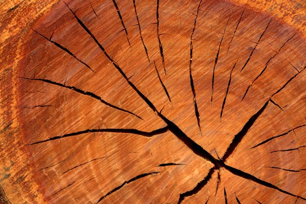 Full frame shot of tree stump