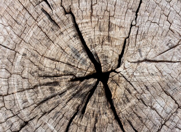 Foto fotografia completa del tronco di un albero