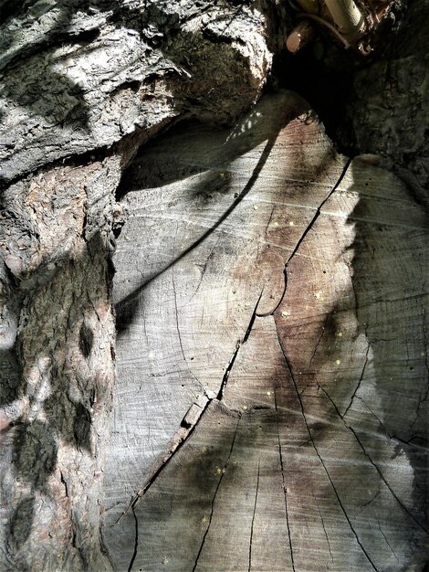 Foto fotografia completa del tronco di un albero