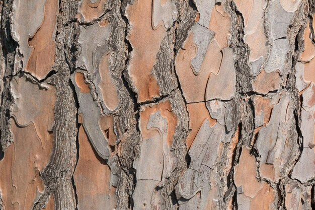 壁に対する木の幹のフルフレームショット