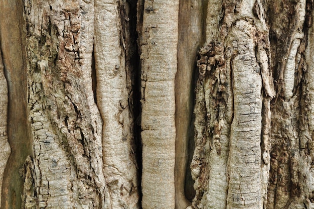 Photo full frame shot of tree trunk in forest