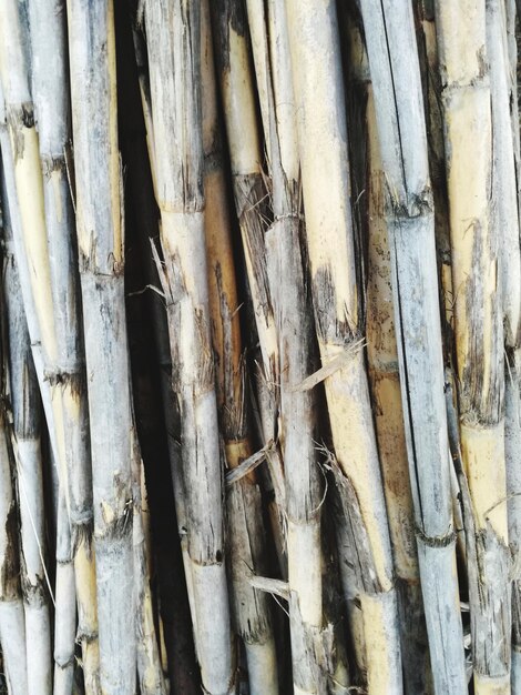 Full frame shot of tree trunk in forest