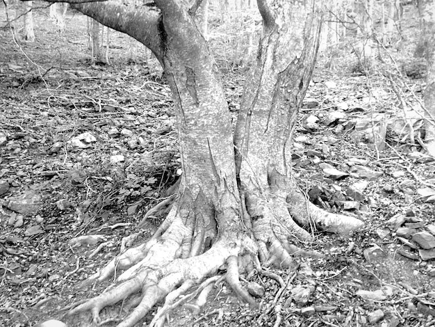 Full frame shot of tree trunk in forest