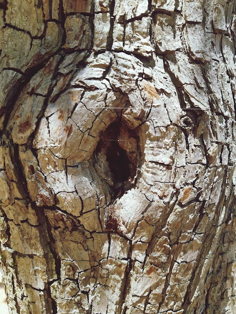 Foto fotografia completa del tronco dell'albero