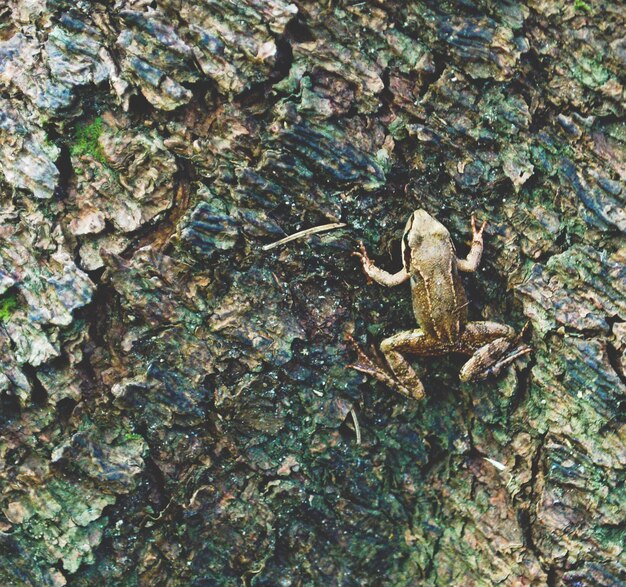 Photo full frame shot of tree trunk