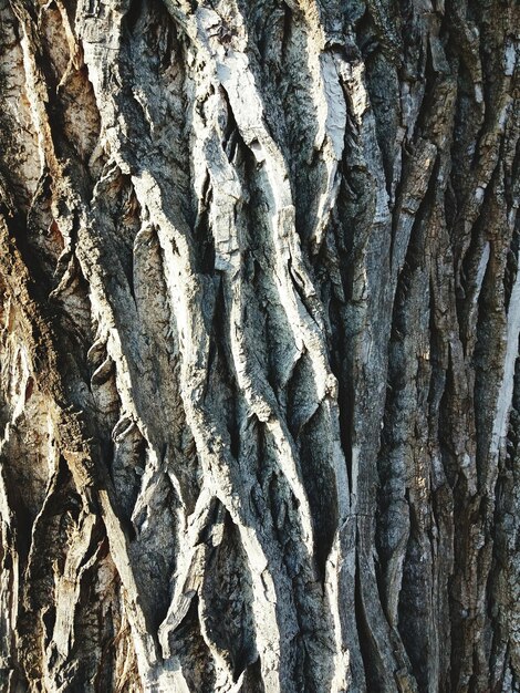 Foto fotografia completa del tronco dell'albero