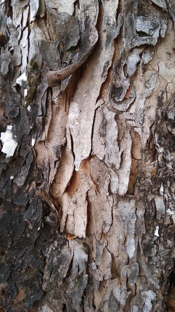 Full frame shot of tree trunk