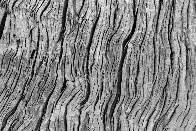 Photo full frame shot of tree trunk