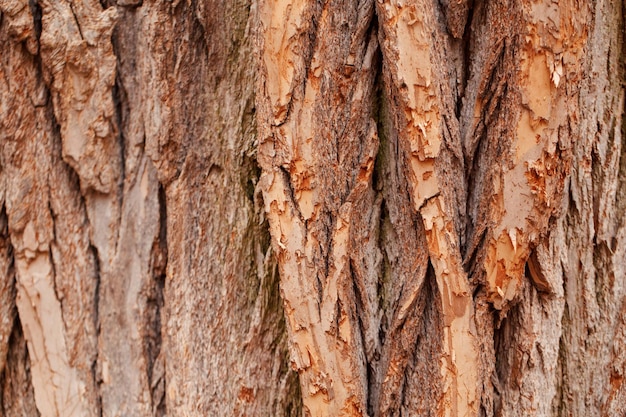 Foto fotografia completa del tronco dell'albero