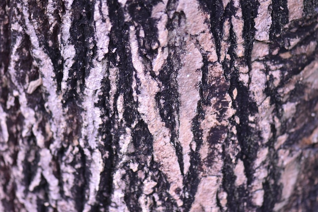 Photo full frame shot of tree trunk