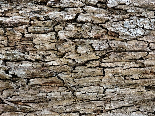 Photo full frame shot of tree trunk