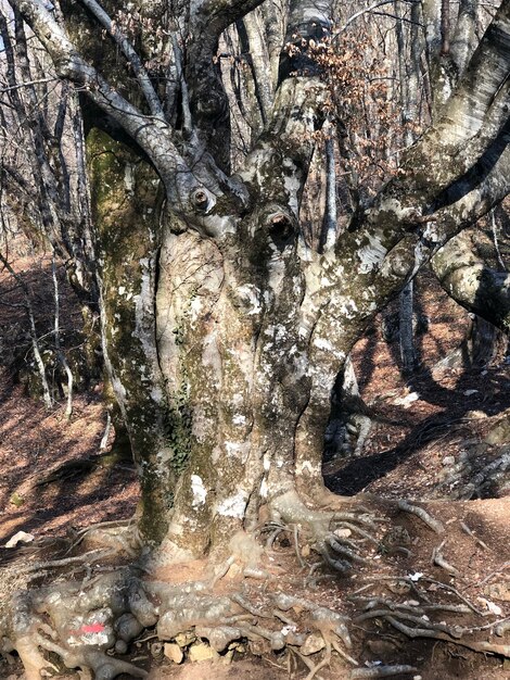 Full frame shot of tree trunk