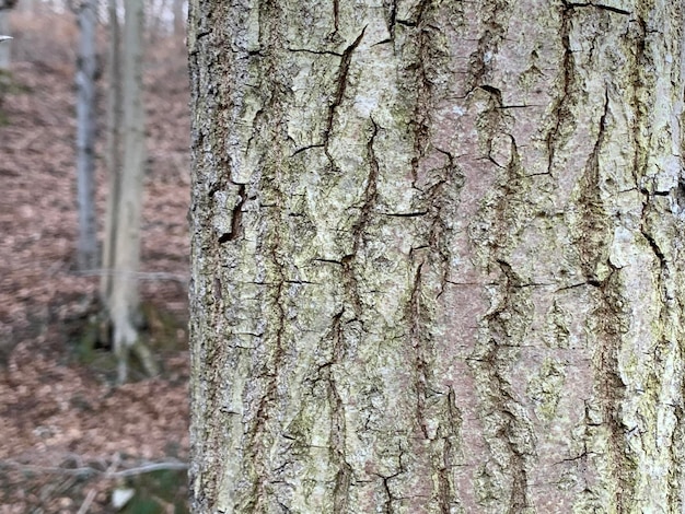 Foto fotografia completa del tronco dell'albero