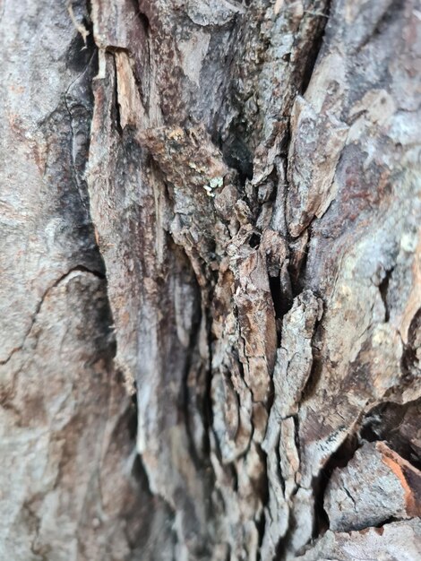 Full frame shot of tree trunk