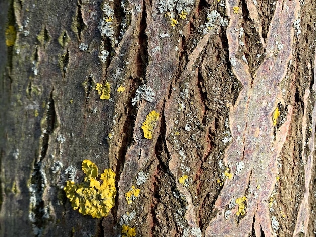 Full frame shot of tree trunk