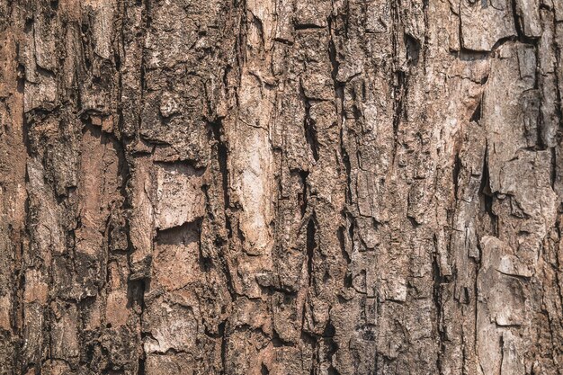 Full frame shot of tree trunk