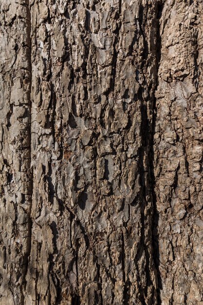 Photo full frame shot of tree trunk